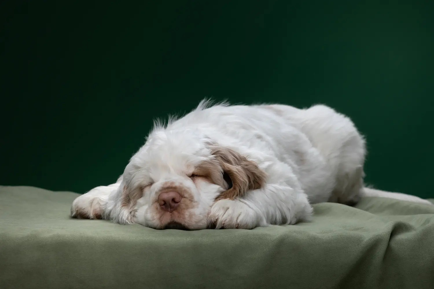 At købe en Clumber Spaniel-hvalp betyder at tage ansvar! Køb Clumber Spaniel hvalpe.