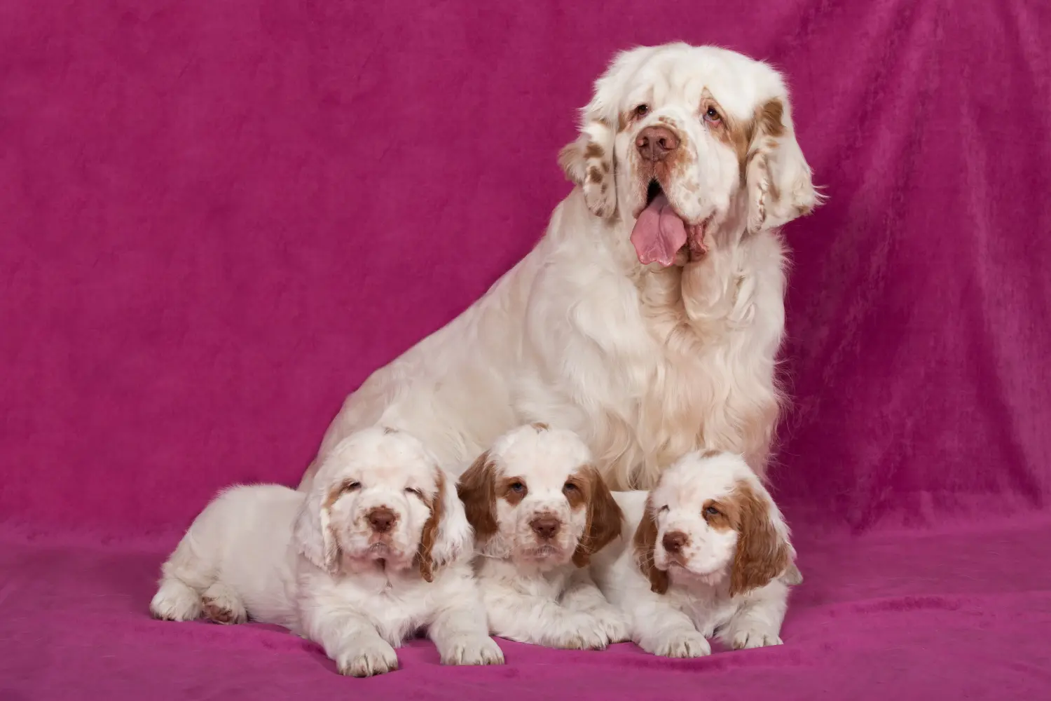 At købe en Clumber Spaniel-hvalp betyder at tage ansvar! Køb Clumber Spaniel hvalpe.