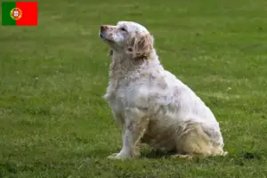 Read more about the article Clumber Spaniel opdrættere og hvalpe i Portugal