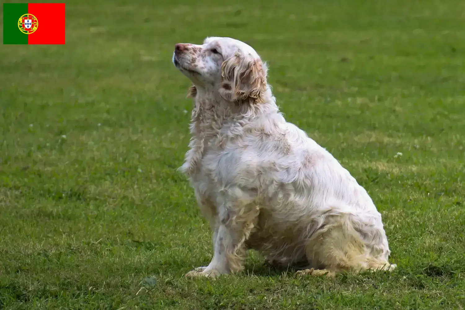 Read more about the article Clumber Spaniel opdrættere og hvalpe i Portugal