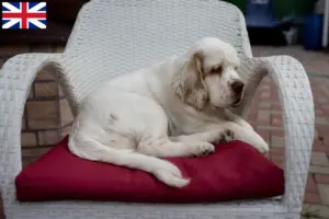 Read more about the article Clumber Spaniel opdrættere og hvalpe i Storbritannien