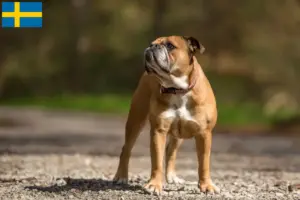 Read more about the article Continental Bulldog opdrættere og hvalpe i Sverige