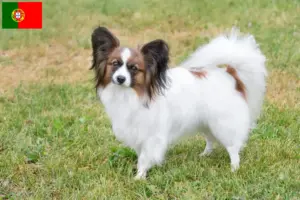 Read more about the article Continental Dwarf Spaniel opdrætter og hvalpe i Portugal