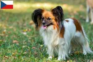 Read more about the article Continental Dwarf Spaniel opdrætter og hvalpe i Tjekkiet