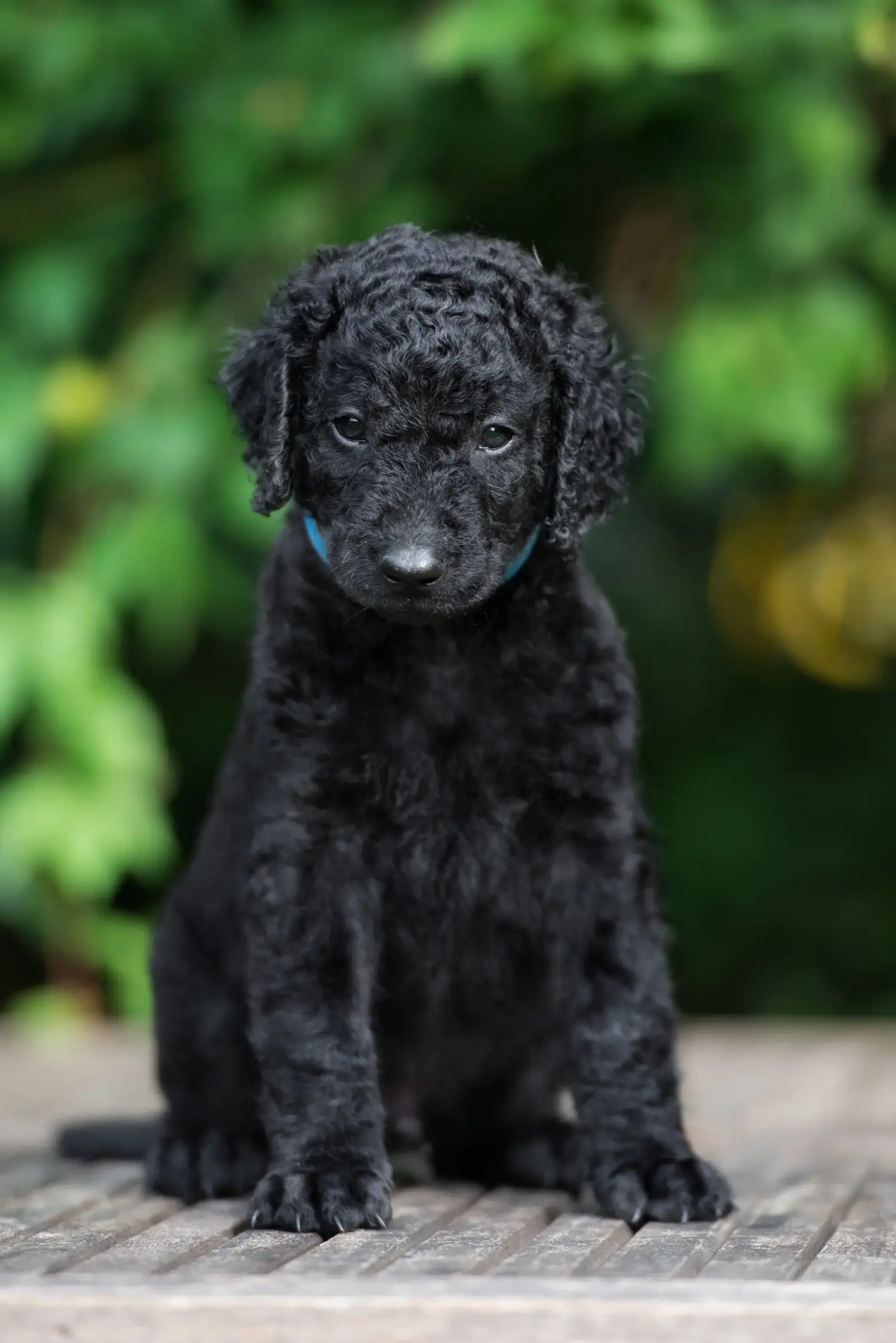 At købe en Curly Coated Retriever-hvalp betyder at tage ansvar! Køb Curly Coated Retriever-hvalpe.