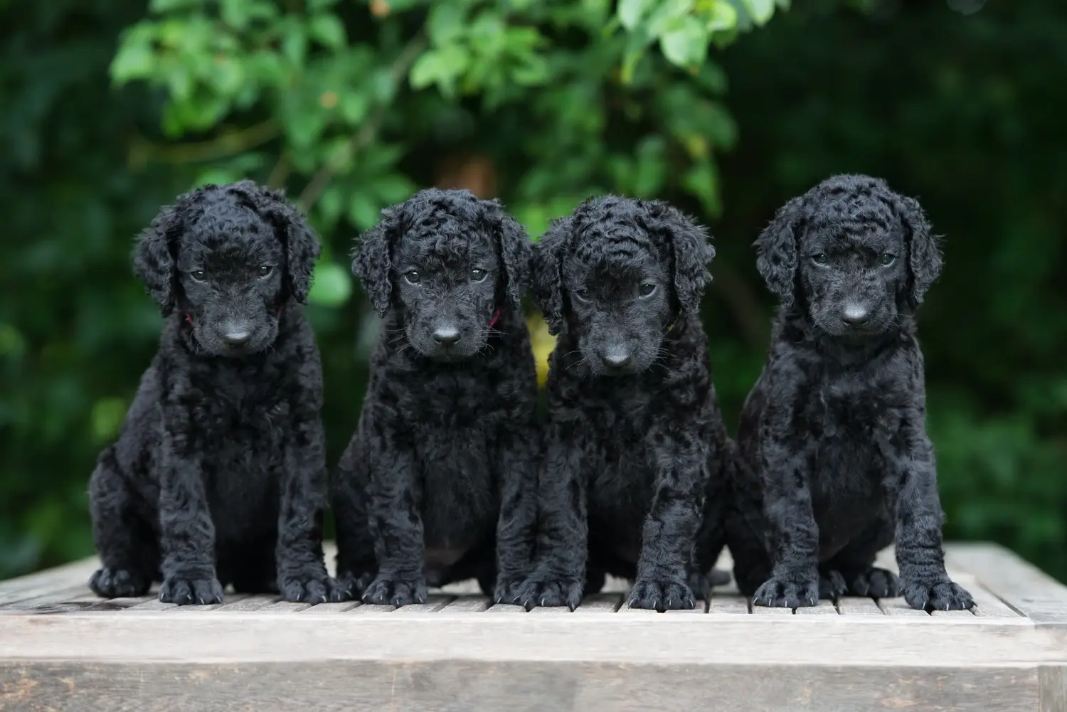 At købe en Curly Coated Retriever-hvalp betyder at tage ansvar! Køb Curly Coated Retriever-hvalpe.