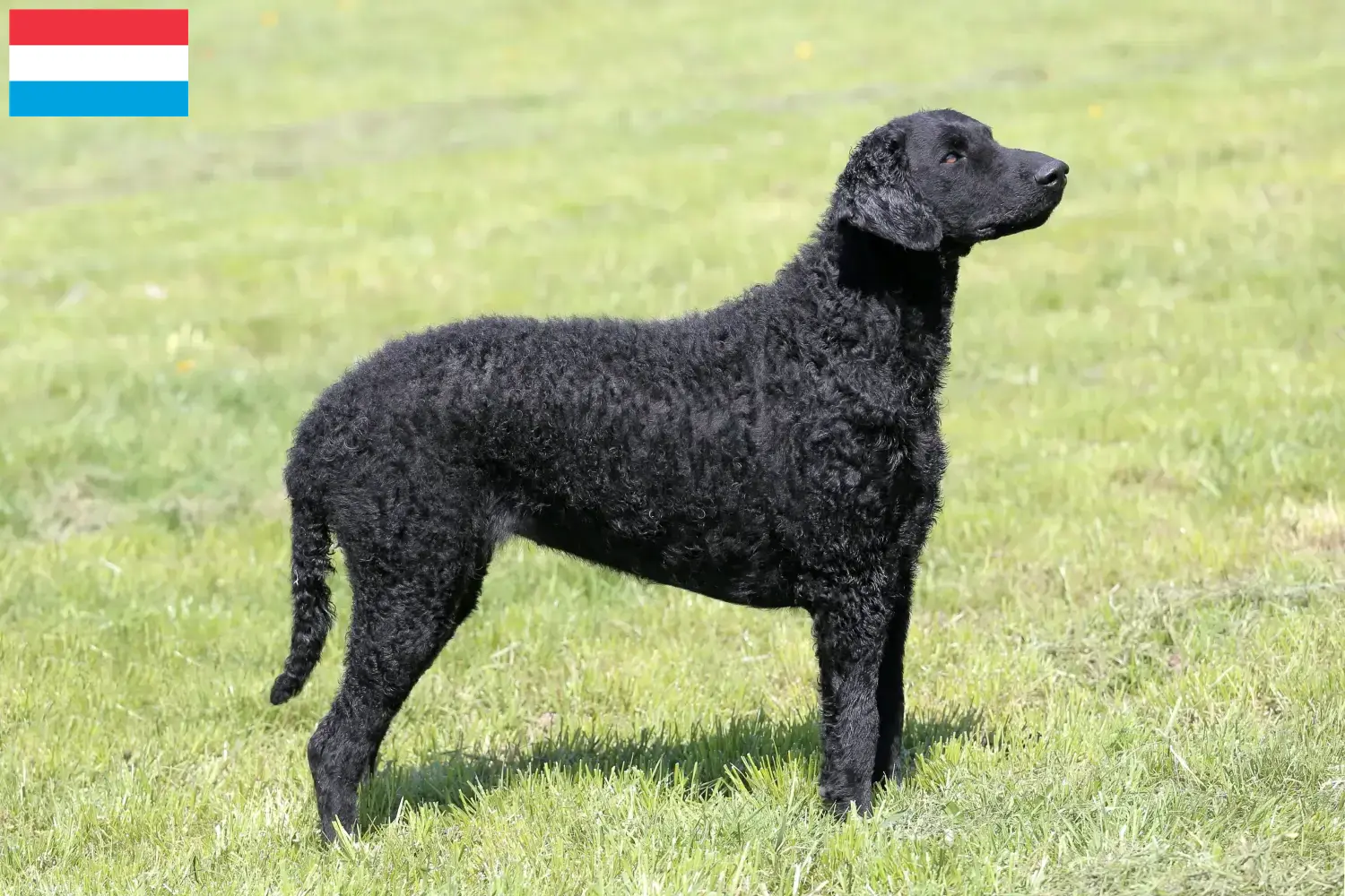 Read more about the article Curly Coated Retriever opdrættere og hvalpe i Luxembourg