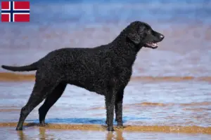 Read more about the article Curly Coated Retriever opdrættere og hvalpe i Norge