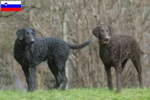 Read more about the article Curly Coated Retriever opdrættere og hvalpe i Slovenien