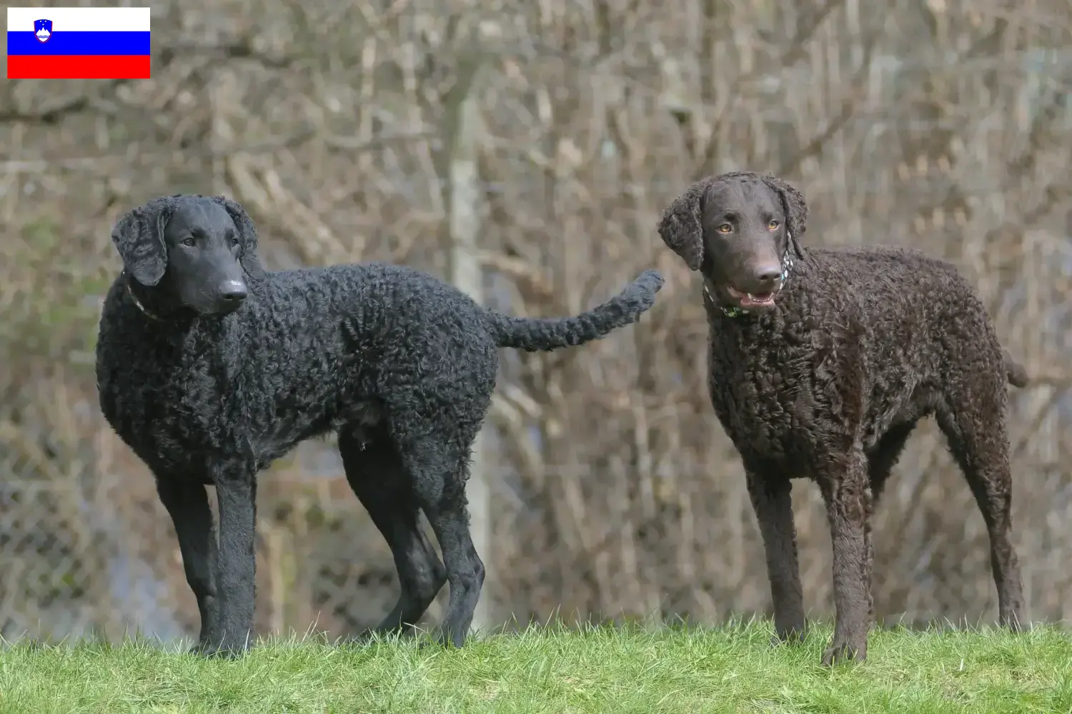 Curly Coated Retriever hvalpe og opdrættere Slovenien Find opdrættere af Curly Coated Retriever i Slovenien.