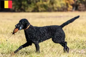 Read more about the article Curly Coated Retriever opdrættere og hvalpe i Belgien