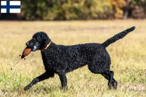Read more about the article Curly Coated Retriever opdrættere og hvalpe i Finland