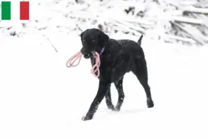 Read more about the article Curly Coated Retriever opdrættere og hvalpe i Italien