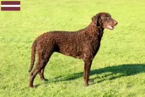 Read more about the article Curly Coated Retriever opdrættere og hvalpe i Letland