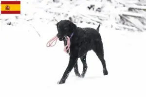 Read more about the article Curly Coated Retriever opdrættere og hvalpe i Spanien