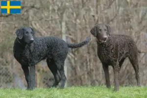 Read more about the article Curly Coated Retriever opdrættere og hvalpe i Sverige