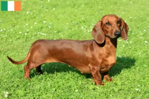 Read more about the article Gravhundeopdrættere og hvalpe i Irland