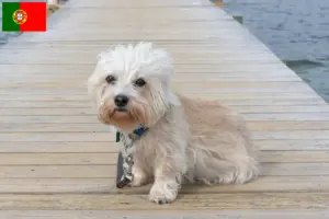 Read more about the article Dandie Dinmont Terrier opdrættere og hvalpe i Portugal