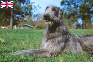 Read more about the article Deerhound-opdrættere og hvalpe i Storbritannien