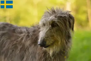 Read more about the article Hjortehundeopdrættere og hvalpe i Sverige