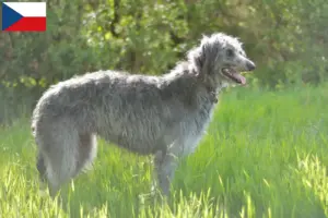 Read more about the article Hjortehundeopdrættere og hvalpe i Tjekkiet
