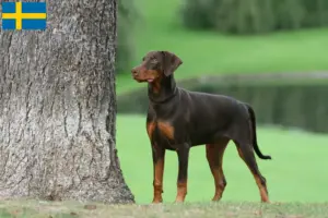 Read more about the article Dobermann-opdrættere og hvalpe i Sverige