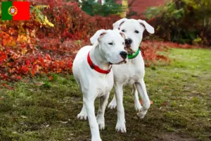 Read more about the article Dogo Argentino opdrættere og hvalpe i Portugal