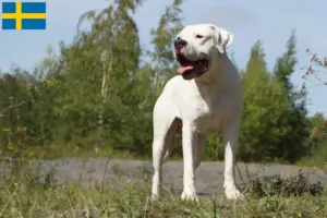 Read more about the article Dogo Argentino opdrættere og hvalpe i Sverige