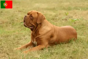 Read more about the article Dogue de Bordeaux opdrættere og hvalpe i Portugal