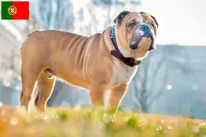 Read more about the article Opdrættere af engelsk bulldog og hvalpe i Portugal