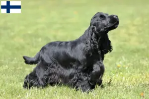 Read more about the article Engelsk Cocker Spaniel opdrættere og hvalpe i Finland
