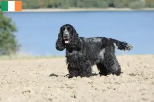 Read more about the article Engelsk Cocker Spaniel opdrættere og hvalpe i Irland