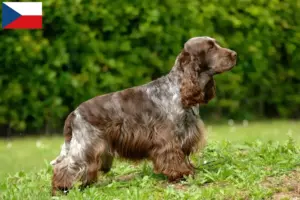 Read more about the article Engelsk Cocker Spaniel opdrættere og hvalpe i Tjekkiet