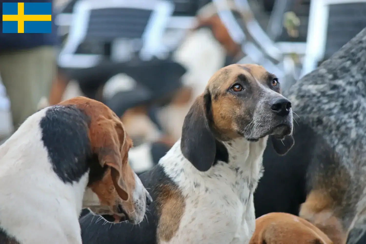 Read more about the article Opdrættere og hvalpe af engelsk foxhound i Sverige