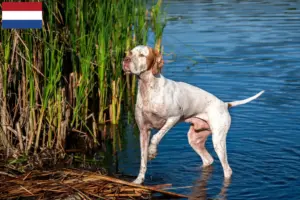 Read more about the article Opdrættere og hvalpe af engelsk pointer i Holland