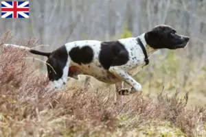 Read more about the article Opdrættere og hvalpe af engelsk pointer i Storbritannien