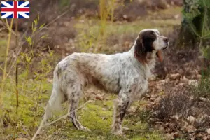 Read more about the article Opdrættere og hvalpe af engelsk setter i Storbritannien