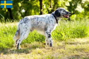Read more about the article Engelsk Setter opdrættere og hvalpe i Sverige