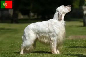 Read more about the article Opdrættere og hvalpe af engelsk setter i Portugal