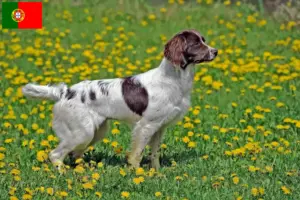 Read more about the article Engelsk Springer Spaniel opdrættere og hvalpe i Portugal