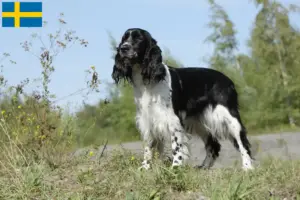 Read more about the article Engelsk Springer Spaniel opdrættere og hvalpe i Sverige