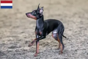 Read more about the article Engelsk Toy Terrier opdrættere og hvalpe i Holland
