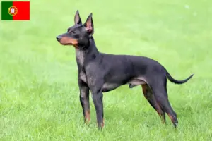 Read more about the article Engelsk Toy Terrier opdrættere og hvalpe i Portugal