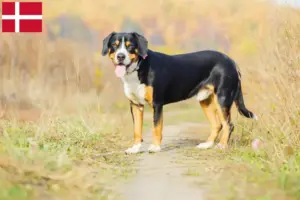 Read more about the article Entlebuch Sennenhundeopdrætter og hvalpe i Danmark