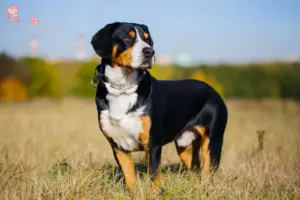 Read more about the article Entlebucher Sennenhundeopdrætter og hvalpe i Hovedstaden