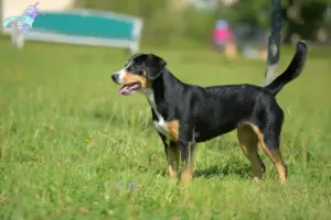Read more about the article Entlebuch Sennenhundeopdrætter og hvalpe i Nordjylland