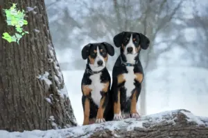 Read more about the article Entlebuch Sennenhundeopdrætter og hvalpe på Sjælland