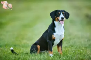 Read more about the article Entlebucher Sennenhundeopdrætter og hvalpe i Syddanmark