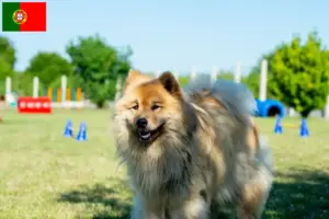 Read more about the article Eurasier-opdrættere og hvalpe i Portugal
