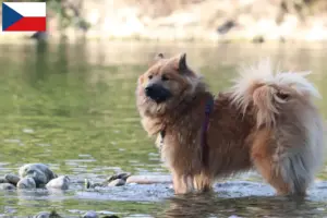 Read more about the article Eurasier-opdrættere og hvalpe i Tjekkiet